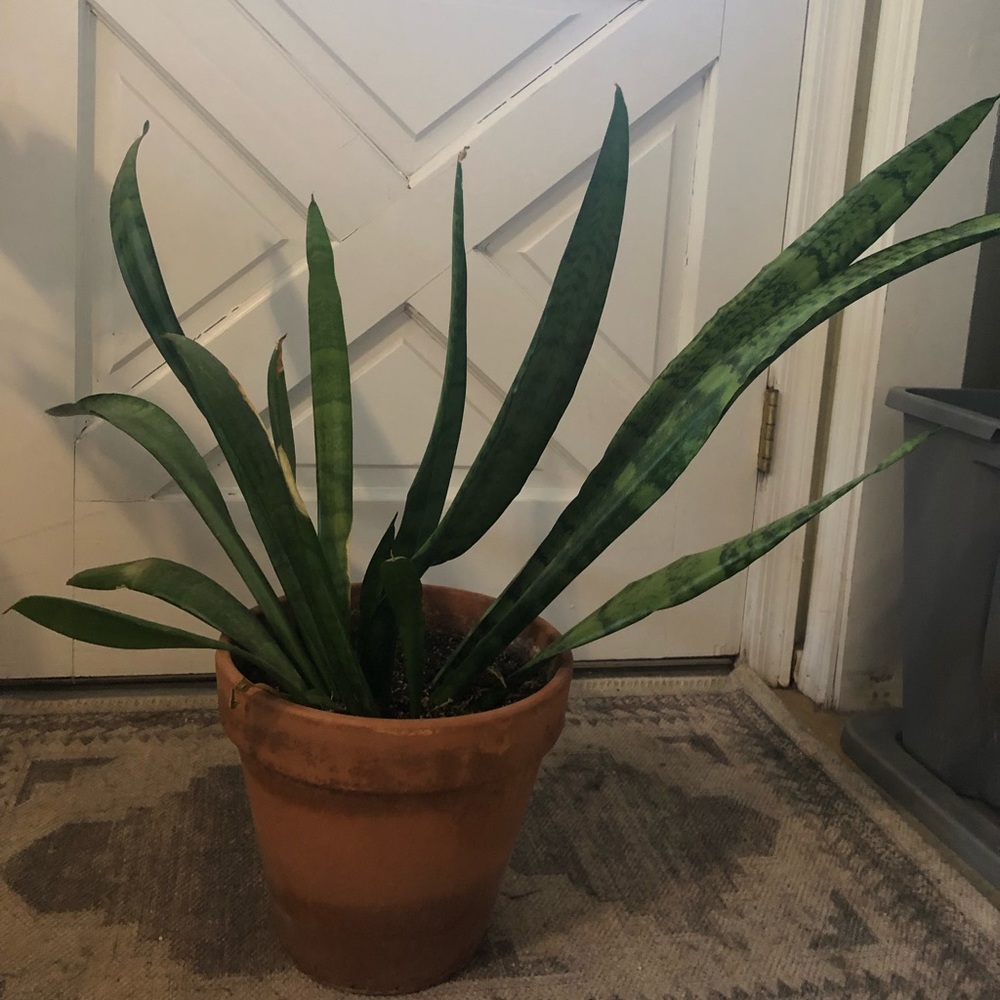 Big snake plant in terra Cotta pot